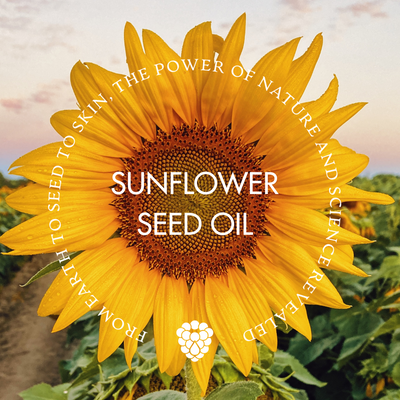 Ingredient Illuminated:  Sunflower Seed Oil